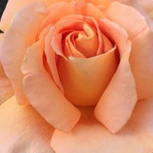 Поръчка на рози - Чайно хибридни рози  - оранжев - Pоза Копринена кайсия - среден аромат - Чарлс Валтер Грегъри - Цъвти от началото на пролетта до края на есента.Може и на сянка.